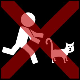 run after the cat